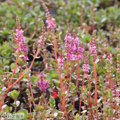 水生植物 ウォーターバコパ 株式会社 杜若園芸 水草の生産販売 通販ショップ