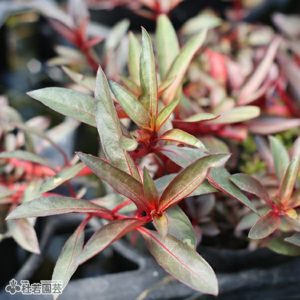 水生植物 ロタラhra 株式会社 杜若園芸 水草の生産販売 通販ショップ
