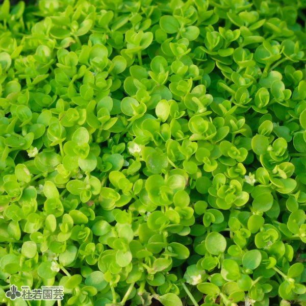 水生植物 マツモ 株式会社 杜若園芸 水草の生産販売 通販ショップ