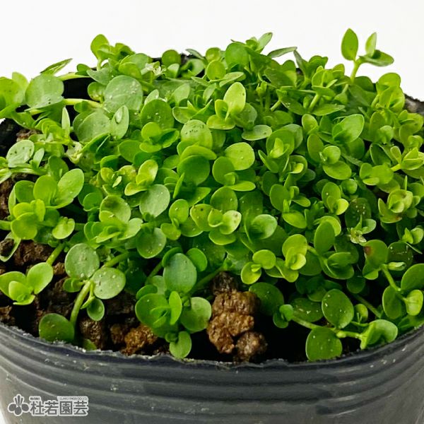 【年中無休】 水生植物】 ニューラージパールグラス | 杜若園芸WEBショップ 水草