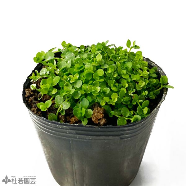 水生植物】キューバパールグラス | 杜若園芸WEBショップ｜水草の生産