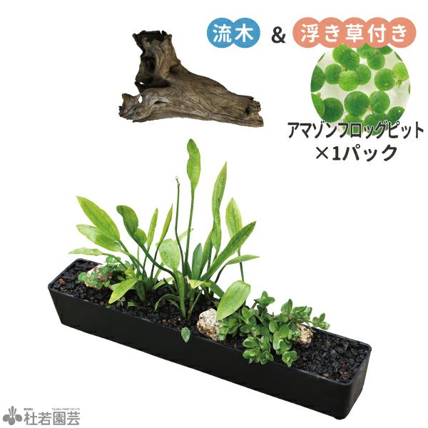 鈴木が厳選！涼み水草4品種セット | 杜若園芸WEBショップ｜水草の生産