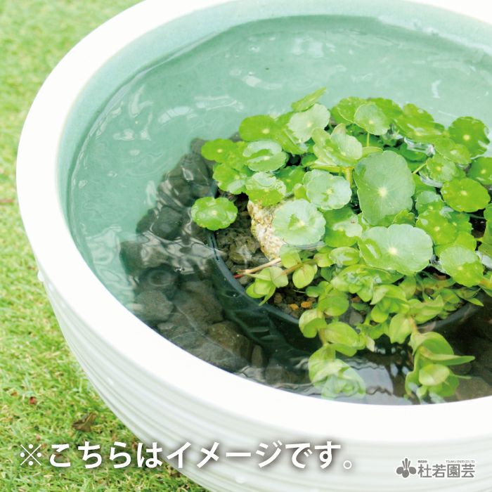 最大71 オフ 水質浄化鉢 2個入り Eastplus Jp 最大71 オフ 水質浄化鉢 2個入り Eastplus Jp