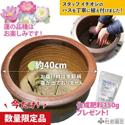 おまかせ小型蓮苗付き5点セット | 杜若園芸WEBショップ｜水草の
