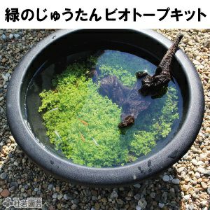 緑のじゅうたんビオトープキット - プラ製鉢(小) | 杜若園芸WEB