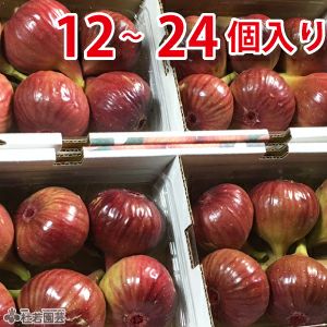 【京都・城陽特産　秋の味覚】
  特選いちじく (24個入)