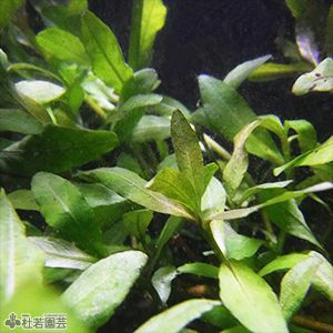 抽水植物 株式会社 杜若園芸 水草の生産販売 通販ショップ