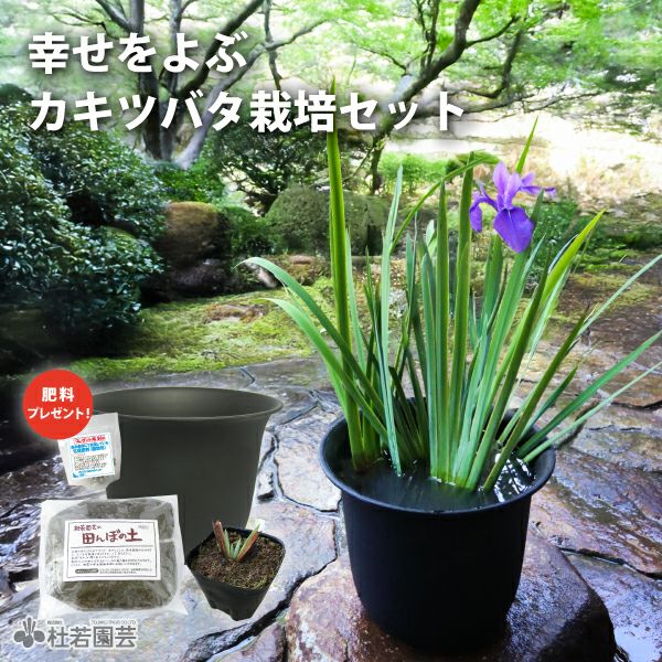 カキツバタ栽培セット | 杜若園芸WEBショップ｜水草の生産販売【通販ショップ】