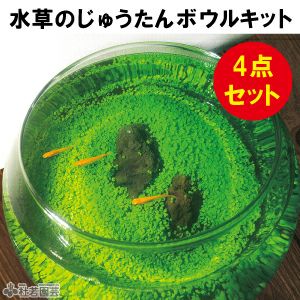 水草のじゅうたんボウルキット 株式会社 杜若園芸 水草の生産販売 通販ショップ