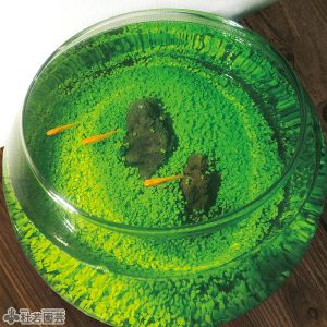 水草のじゅうたんボウルキット | 杜若園芸WEBショップ｜水草の