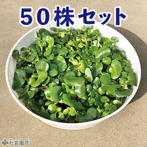 メダカにおすすめの産卵水草 ミニホテイアオイ 株式会社 杜若園芸 水草の生産販売 通販ショップ