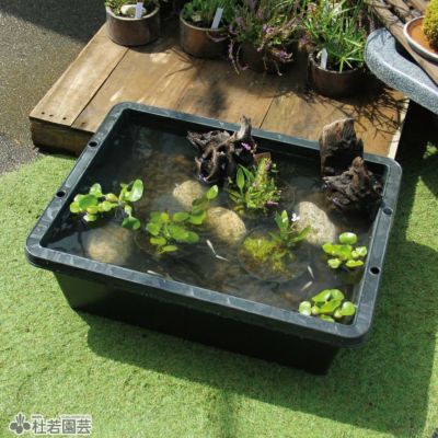 メダカ繁殖ビオトープセット | 杜若園芸WEBショップ｜水草の生産販売