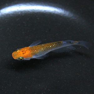 女雛 めびな １匹 メダカ めだか 株式会社 杜若園芸 水草の生産販売 通販ショップ