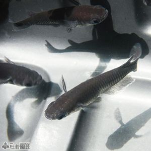 スーパーブラック 1匹 メダカ めだか 株式会社 杜若園芸 水草の生産販売 通販ショップ スーパーブラック 1匹 メダカ めだか 株式会社 杜若園芸 水草の生産販売 通販ショップ