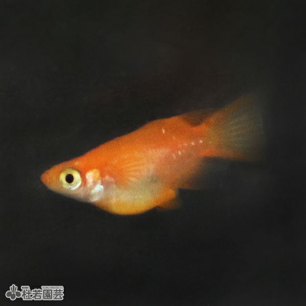 生体 メダカ 貝などの生き物の通販 販売 株式会社 杜若園芸 水草の生産販売 通販ショップ