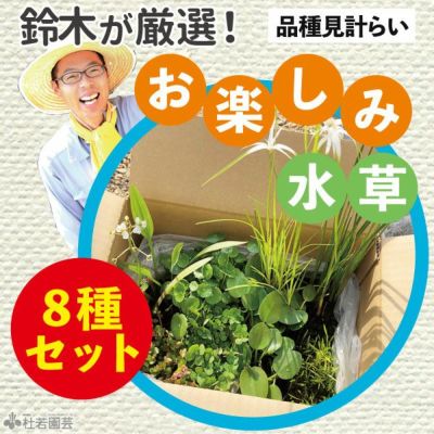 鈴木が厳選！お楽しみ水草8品種セット (品種見計らい) レビュー | 杜若