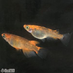 生体 メダカ 貝などの生き物の通販 販売 株式会社 杜若園芸 水草の生産販売 通販ショップ