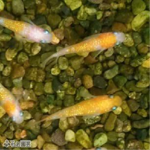 スーパーブラック 1匹 メダカ めだか 株式会社 杜若園芸 水草の生産販売 通販ショップ スーパーブラック 1匹 メダカ めだか 株式会社 杜若園芸 水草の生産販売 通販ショップ