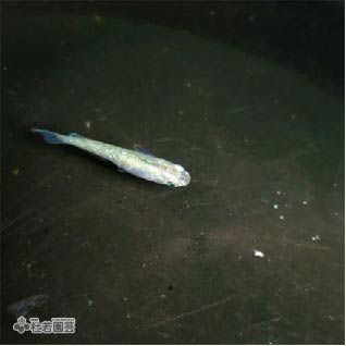 生体 メダカ 貝などの生き物の通販 販売 株式会社 杜若園芸 水草の生産販売 通販ショップ