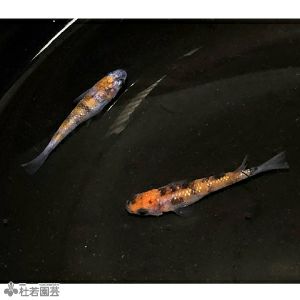 生体 メダカ 貝などの生き物の通販 販売 株式会社 杜若園芸 水草の生産販売 通販ショップ