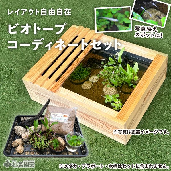 ビオトープコーディネートセット | 杜若園芸WEBショップ｜水草の生産販売【通販ショップ】