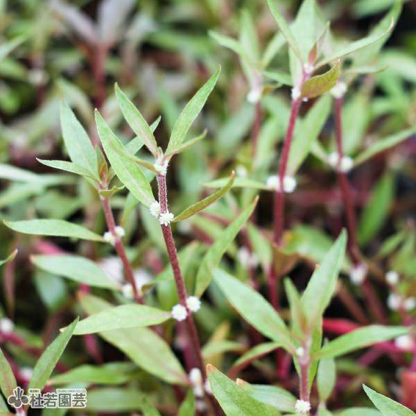 水生植物】 アルテルナンテラオキプス | 杜若園芸WEBショップ｜水草の