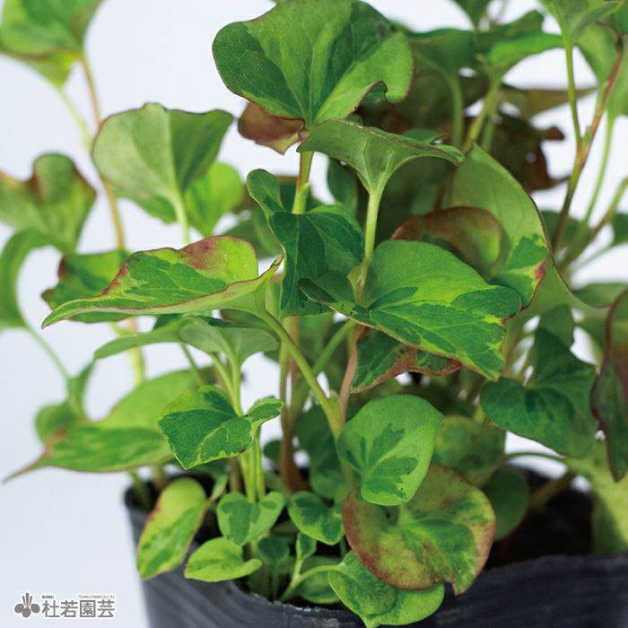 水生植物】フイリドクダミ | 杜若園芸WEBショップ｜水草の生産販売