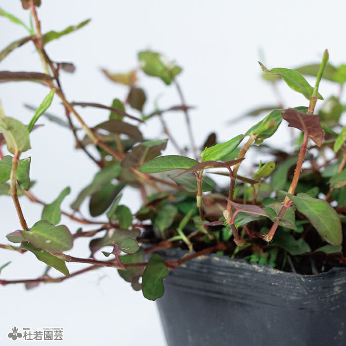 ビカクシダ(コウモリラン) ヒリーパナマ | 杜若園芸WEBショップ｜水草