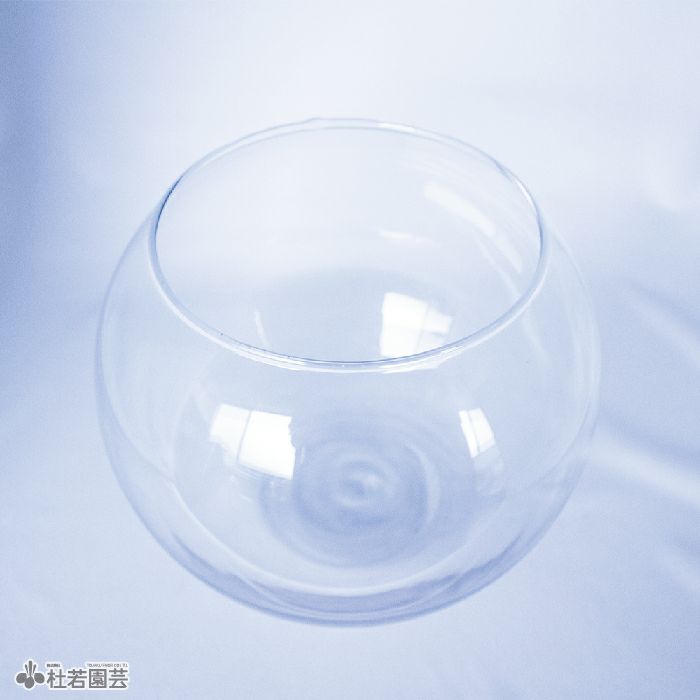 【新入荷】フィッシュボール(流木ガラス水槽)ML白土台 Amazon | 水槽平口ガラス金魚タンクオーバルウルトラホワイト