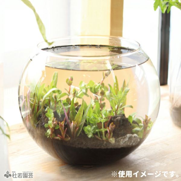 グラス容器 ボール型（特大）Φ24x19cm | 杜若園芸WEBショップ