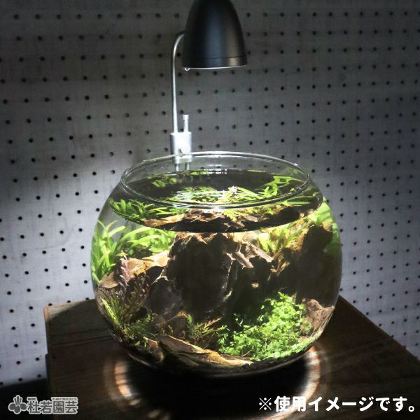 【新入荷】フィッシュボール(流木ガラス水槽)ML白土台 新入荷】フィッシュボール(流木ガラス水槽)ML白土台