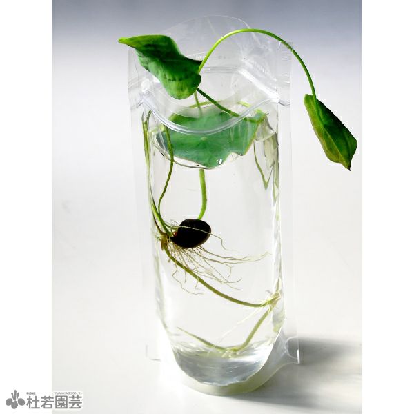 ⭐︎蓮恋⭐︎　　菅清流　ガラスペン　加茂の流れ　Sサイズ ⭐︎蓮恋⭐︎ 菅清流 ガラスペン 加茂の流れ Sサイズ ⭐︎蓮恋⭐︎様