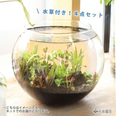 水草のじゅうたんボウルキット 株式会社 杜若園芸 水草の生産販売 通販ショップ