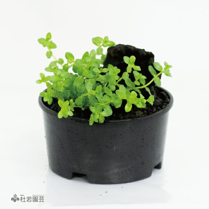 グリーンメタモル　フォーゼス　ウェーブカット２個 楽天市場】ND_【VITALBEAUTIE公式】 メタグリーン カロリー カット