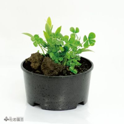 水生植物 ウォータークローバームチカ 株式会社 杜若園芸 水草の生産販売 通販ショップ