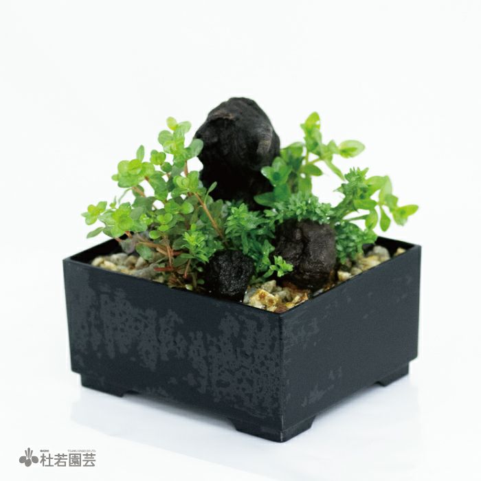 水草 BUCE for ponkotsushoten 水草 BUCE for ponkotsushoten 水草 BUCE for ponkotsushoten BUCE for
