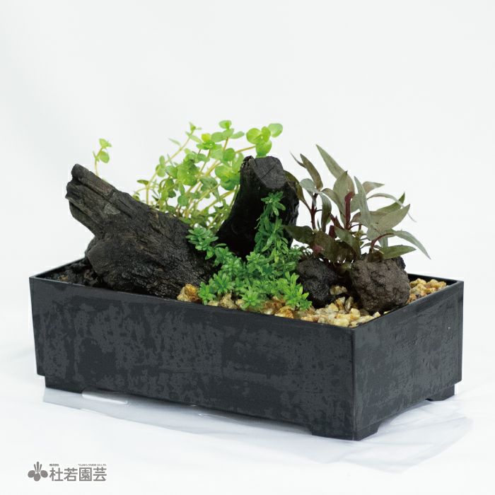 箱型寄せ植え | 杜若園芸WEBショップ｜水草の生産販売【通販ショップ】