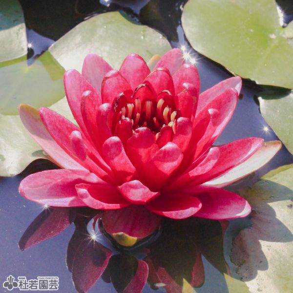 スイレン（睡蓮）通販（販売） | 杜若園芸WEBショップ｜水草の生産販売 