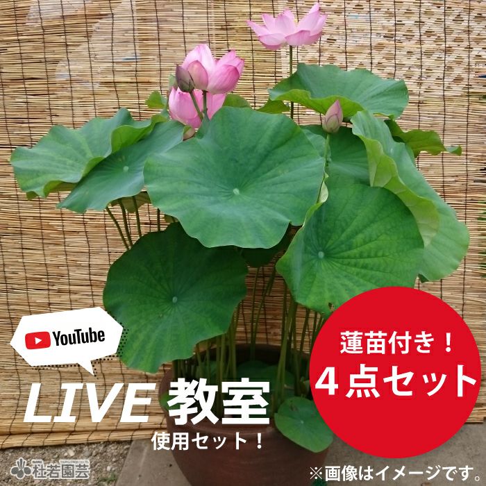 初めての方におすすめ！温帯スイレンセットA【高級陶器鉢（小