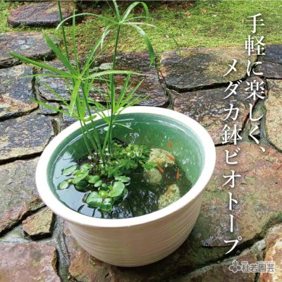 信楽焼メダカ鉢カンタンビオトープセット | 杜若園芸WEBショップ｜水草