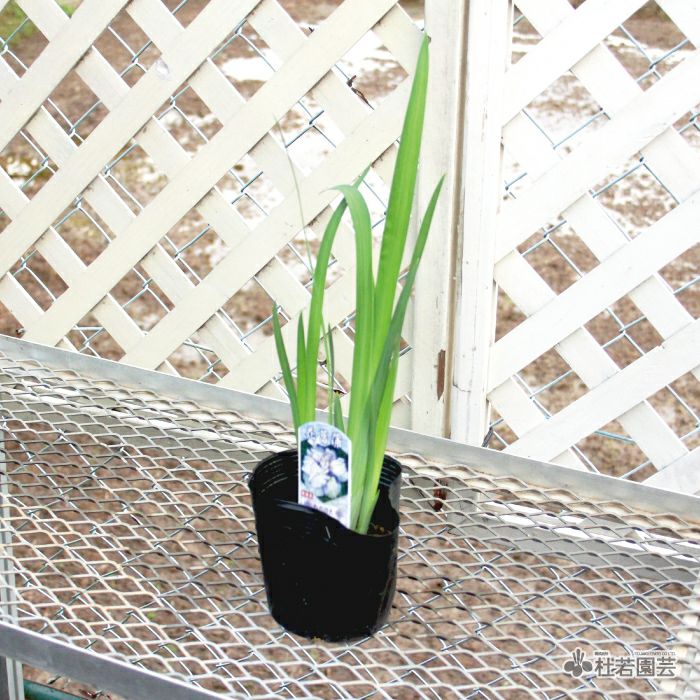 水生植物 ハナショウブ 肥後系 虹の羽衣 花菖蒲 花しょうぶ 株式会社 杜若園芸 水草の生産販売 通販ショップ