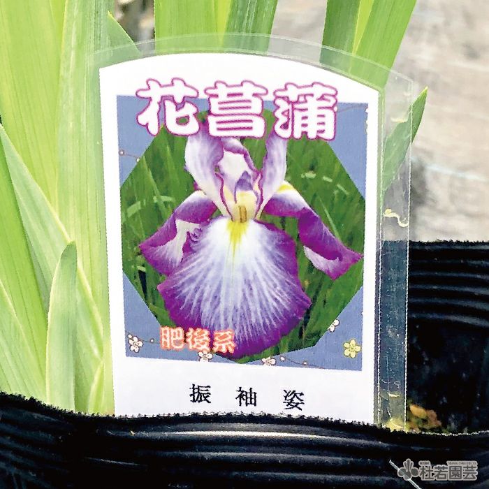 株式会社 杜若園芸 水草の生産販売 通販ショップ