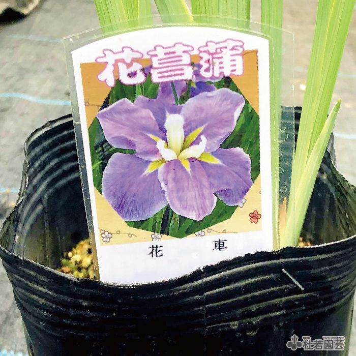 水生植物 ハナショウブ 花車 花菖蒲 花しょうぶ 株式会社 杜若園芸 水草の生産販売 通販ショップ