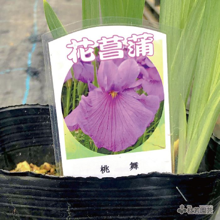 ルイジアナアイリス シーウィスプ 12ｃｍポット 株式会社 杜若園芸 水草の生産販売 通販ショップ