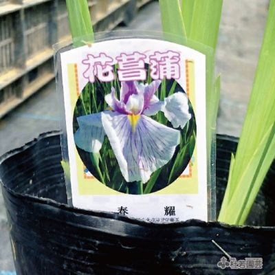 水生植物 ハナショウブ 春耀 花菖蒲 花しょうぶ 株式会社 杜若園芸 水草の生産販売 通販ショップ