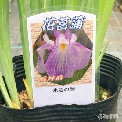 水生植物 ハナショウブ 長井系 水辺の詩 花菖蒲 花しょうぶ 株式会社 杜若園芸 水草の生産販売 通販ショップ