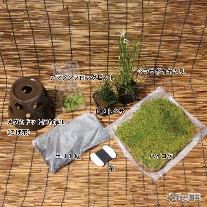 メダカ鉢で楽しむ 水草のっけ苔玉キット 株式会社 杜若園芸 水草の生産販売 通販ショップ