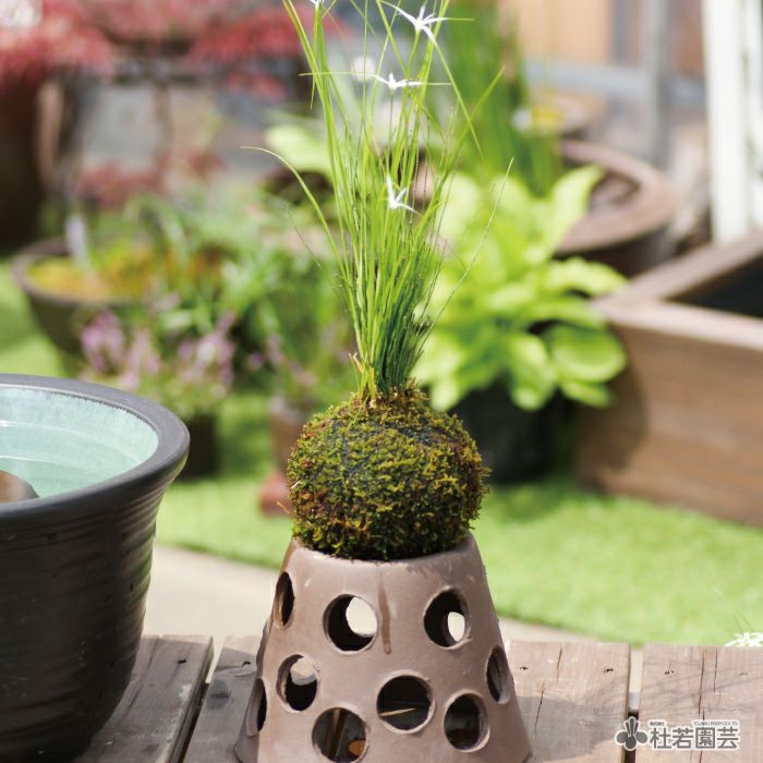 メダカ鉢で楽しむ 水草のっけ苔玉キット 株式会社 杜若園芸 水草の生産販売 通販ショップ