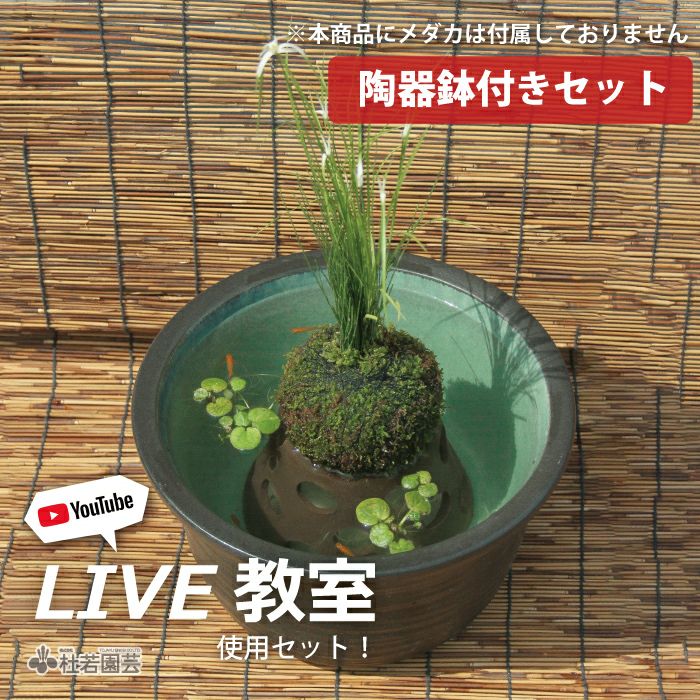 陶器鉢付き メダカ鉢で楽しむ 水草のっけ苔玉キット 株式会社 杜若園芸 水草の生産販売 通販ショップ