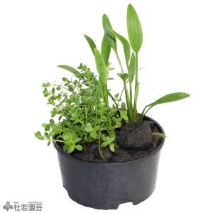メダカ 生き物関連グッズの通販 販売 株式会社 杜若園芸 水草の生産販売 通販ショップ